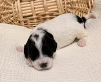 Ethan , a male Cavapoo for sale in Spring Hill, FL – 10 of 10
