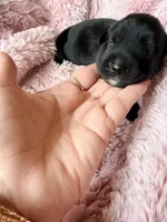 Selene (purple) , a female Miniature Bernedoodle and Miniature Aussiedoodle for sale in Spring Hill, FL – 10 of 10