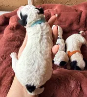 Turquoise collar , a female Poodle - Toy  and Miniature Goldendoodle for sale in Spring Hill, FL – 7 of 10