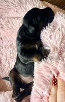 Lyra, a female Miniature Bernedoodle and Miniature Aussiedoodle for sale in Spring Hill, FL – 5 of 10