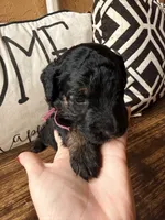Vega, a female Miniature Bernedoodle and Miniature Aussiedoodle for sale in Spring Hill, FL – 6 of 7