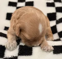 Ezra, a male Cavapoo for sale in Spring Hill, FL – 7 of 10