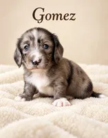 Gomez-Blue eyes, a male Miniature Dachshund for sale in Spring Hill, FL – 2 of 10