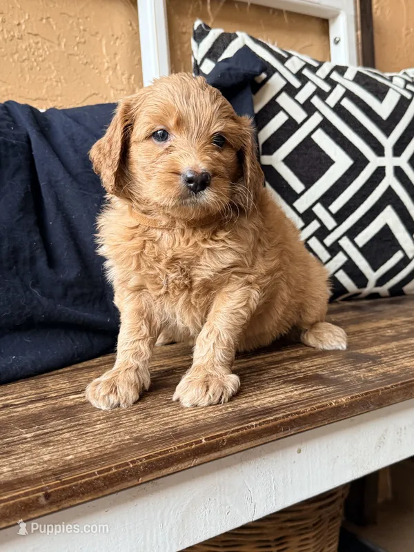 Sundae – Goldendoodle puppy for sale in Spring Hill, FL