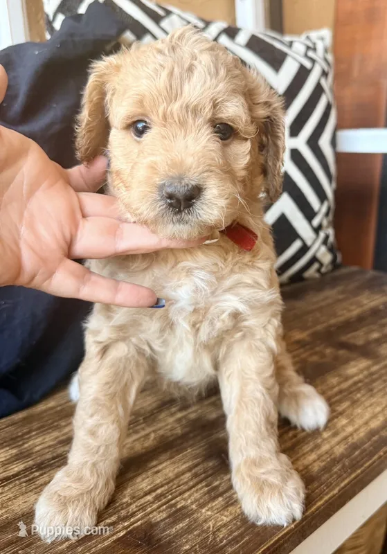 Oats – Goldendoodle puppy for sale in Spring Hill, FL