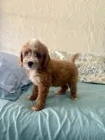 Hot dog, a male Miniature Goldendoodle for sale in Spring Hill, FL – 4 of 10