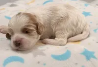 Emmett, a male Cavapoo for sale in Spring Hill, FL – 9 of 10