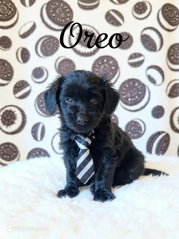 Oreo – Goldendoodle puppy for sale in Spring Hill, FL