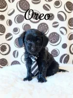 Oreo, a male Goldendoodle for sale in Spring Hill, FL – 1 of 10
