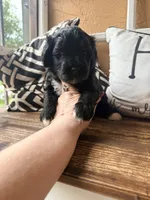 Red collar , a male Miniature Bernedoodle and Miniature Goldendoodle for sale in Spring Hill, FL – 4 of 10