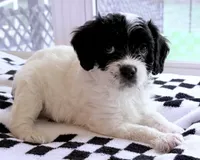 Ethan , a male Cavapoo for sale in Spring Hill, FL – 6 of 10