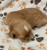 Ezra, a male Cavapoo for sale in Spring Hill, FL – 6 of 10