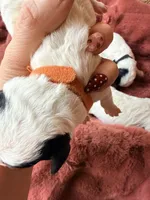 Orange collar , a female Poodle - Toy  and Miniature Goldendoodle for sale in Spring Hill, FL – 6 of 10