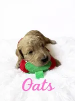 Oats, a female Goldendoodle for sale in Port Richey, FL – 3 of 8