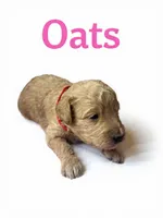 Oats, a female Goldendoodle for sale in Port Richey, FL – 7 of 8
