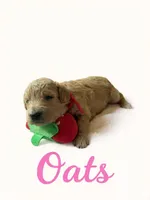 Oats, a female Goldendoodle for sale in Port Richey, FL – 4 of 8