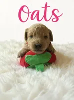 Oats, a female Goldendoodle for sale in Port Richey, FL – 6 of 8