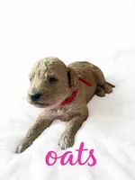 Oats, a female Goldendoodle for sale in Port Richey, FL – 2 of 8