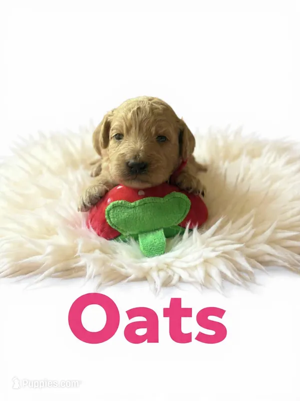 Oats – Goldendoodle puppy for sale in Port Richey, FL