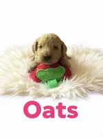 Oats, a female Goldendoodle for sale in Port Richey, FL – 1 of 8