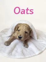 Oats, a female Goldendoodle for sale in Port Richey, FL – 5 of 8
