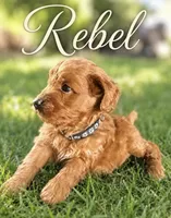 Rebel, a male Miniature Goldendoodle for sale in Spring Hill, FL – 2 of 4