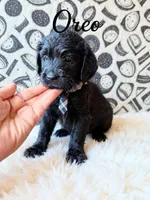 Oreo, a male Goldendoodle for sale in Spring Hill, FL – 3 of 10