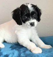 Ethan , a male Cavapoo for sale in Spring Hill, FL – 7 of 10