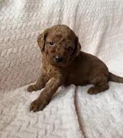 Yoda (green), a male Miniature Goldendoodle for sale in Port Richey, FL – Photo 7 of 8