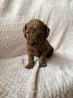 Yoda (green), a male Miniature Goldendoodle for sale in Port Richey, FL – Photo 8 of 8