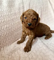 Yoda (green), a male Miniature Goldendoodle for sale in Port Richey, FL – Photo 1 of 8