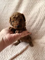 Yoda (green), a male Miniature Goldendoodle for sale in Port Richey, FL – Photo 4 of 8