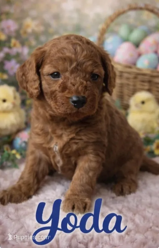Yoda (green) – Miniature Goldendoodle puppy for sale in Port Richey, FL