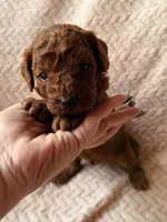 Yoda (green), a male Miniature Goldendoodle for sale in Port Richey, FL – Photo 5 of 8