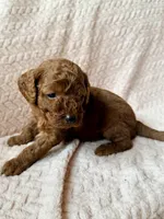 Yoda (green), a male Miniature Goldendoodle for sale in Port Richey, FL – Photo 3 of 8