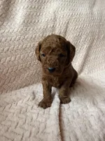 Yoda (green), a male Miniature Goldendoodle for sale in Port Richey, FL – Photo 2 of 8