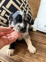 Slate Toy, a male Toy Australian Shepherd and Miniature Aussiedoodle for sale in Spring Hill, FL – 7 of 10