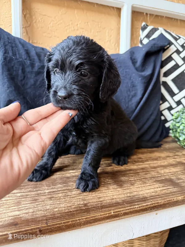 Oreo – Goldendoodle puppy for sale in Spring Hill, FL