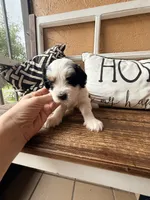 Clementine (black) , a female Miniature Bernedoodle and Miniature Goldendoodle for sale in Spring Hill, FL – 9 of 10