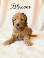 Blossom , a female Goldendoodle for sale in Spring Hill, FL – 4 of 10
