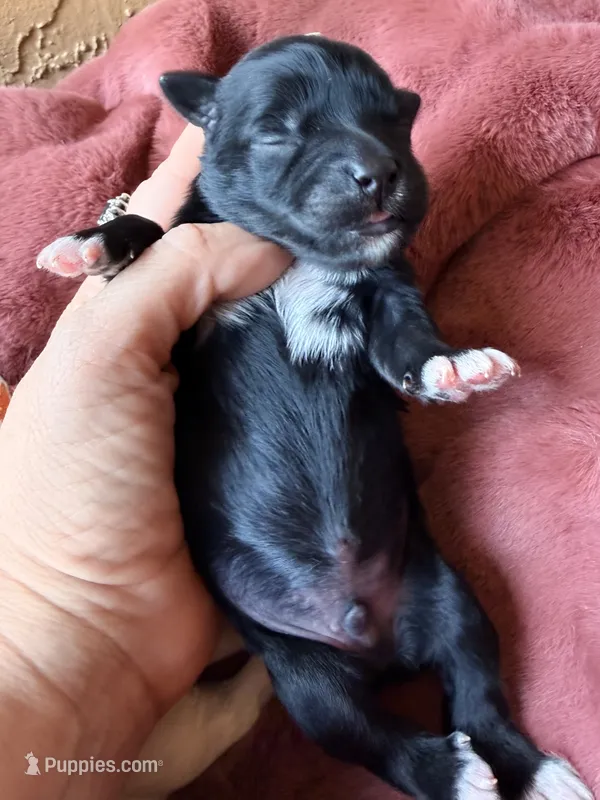 Red collar  – Poodle - Toy , Miniature Goldendoodle puppy for sale in Spring Hill, FL
