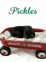 Micro mini Pickles , a male Miniature Goldendoodle for sale in Spring Hill, FL – 4 of 8