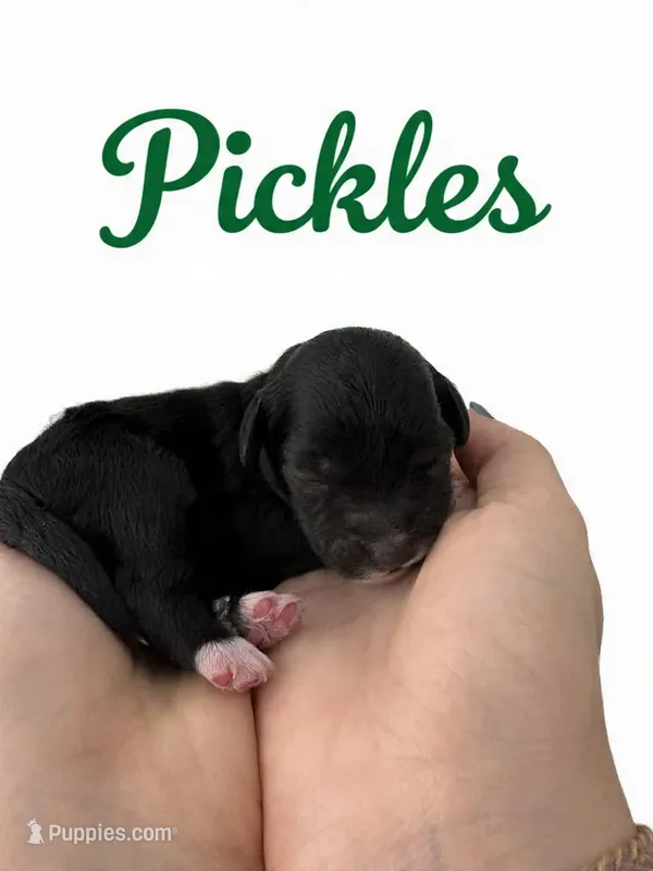 Micro mini Pickles  – Miniature Goldendoodle puppy for sale in Spring Hill, FL