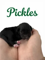 Micro mini Pickles , a male Miniature Goldendoodle for sale in Spring Hill, FL – 1 of 8
