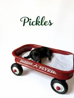 Micro mini Pickles , a male Miniature Goldendoodle for sale in Spring Hill, FL – 3 of 8