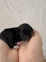 Micro mini Pickles , a male Miniature Goldendoodle for sale in Spring Hill, FL – 6 of 8
