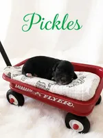 Micro mini Pickles , a male Miniature Goldendoodle for sale in Spring Hill, FL – 2 of 8