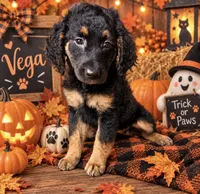 Vega, a female Miniature Bernedoodle and Miniature Aussiedoodle for sale in Spring Hill, FL – 2 of 10