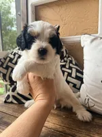 Clementine (black) , a female Miniature Bernedoodle and Miniature Goldendoodle for sale in Spring Hill, FL – 10 of 10