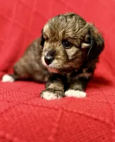 processed/4699521c-22d2-4a74-bf1a-62848d91c4e2/listing/a611258c-fa15-4940-8e3c-7f058fbc6173/eed7db55-812f-45f9-9247-9edb27da11de